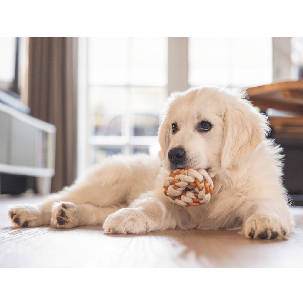 Bild 1 von Beeztees Puppy Dental Seilring Mik - 8 x 8 x 3 cm