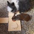 Bild 2 von Duvoplus Sniffle n Snack Puzzle Dan