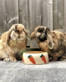 Bild 2 von Nobby Futtertrog Carrot  / (Variante) 125 ml / 8cm