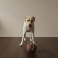 Bild 3 von D&D Seilspielzeug Teddy Ball PUCK - Braun