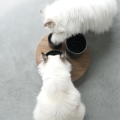Bild 7 von D&D Futtertablett IGGY mit 3 Ebenen