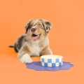 Bild 5 von Coockoo Futternapf Checkmate! - blau/weiß