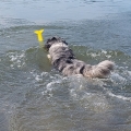 Bild 2 von Nobby TPR Boje Flossy