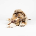 Bild 4 von D&D Hundespielzeug Jule - sand