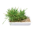 Bild 1 von Trixie Katzengras-Schale, ca. 100 g