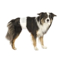 Bild 2 von Trixie Hundewindeln für Rüden  / (Variante) Trixie Hundewindeln für Rüden XS