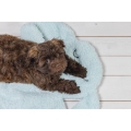 Bild 4 von Beeztees Hundematte Welpe Pimba - hellblau
